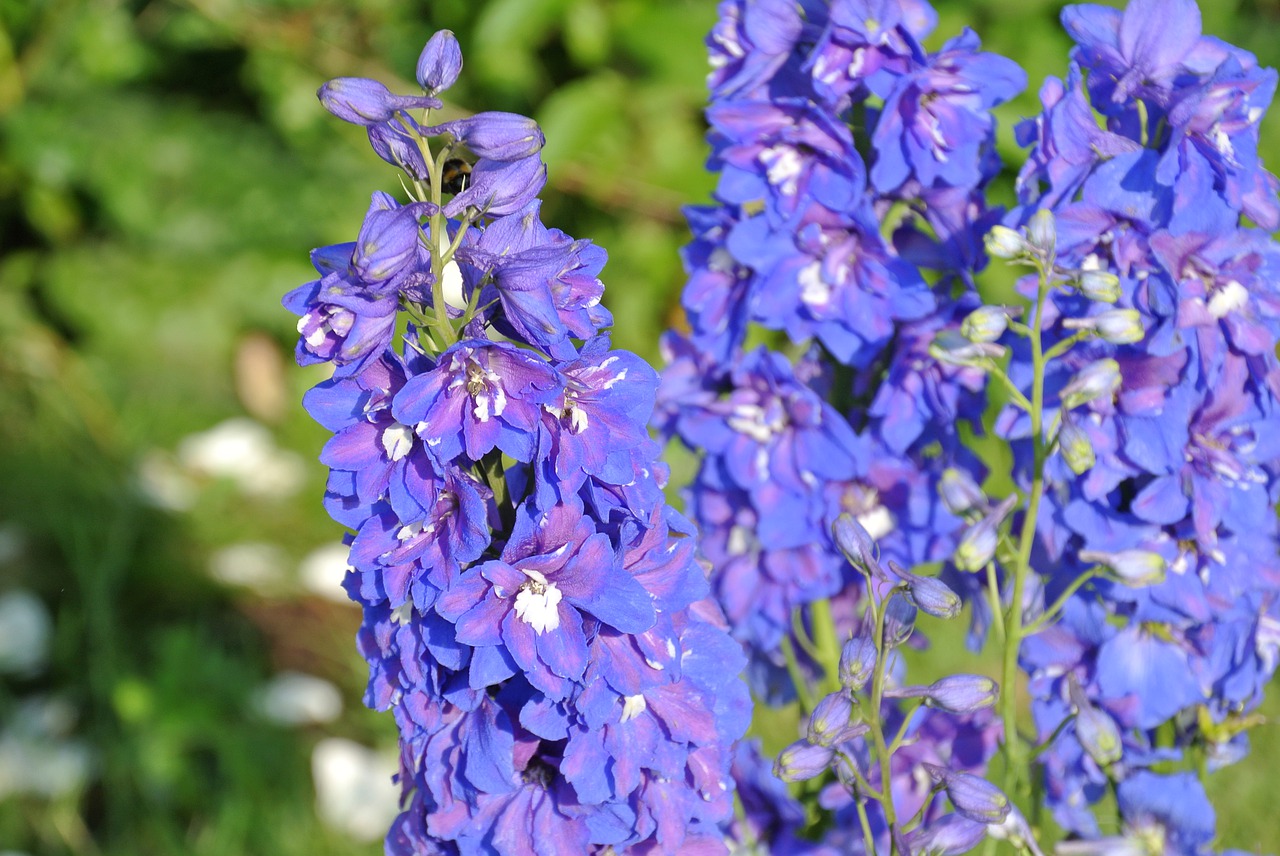 flower  purple  beautiful free photo