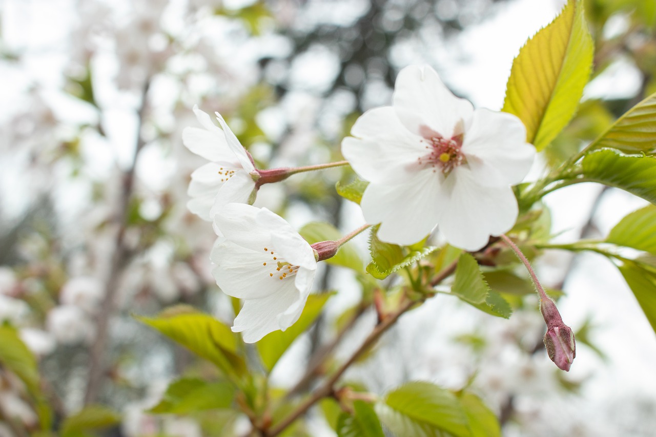 flower  cherry blossom  plant free photo