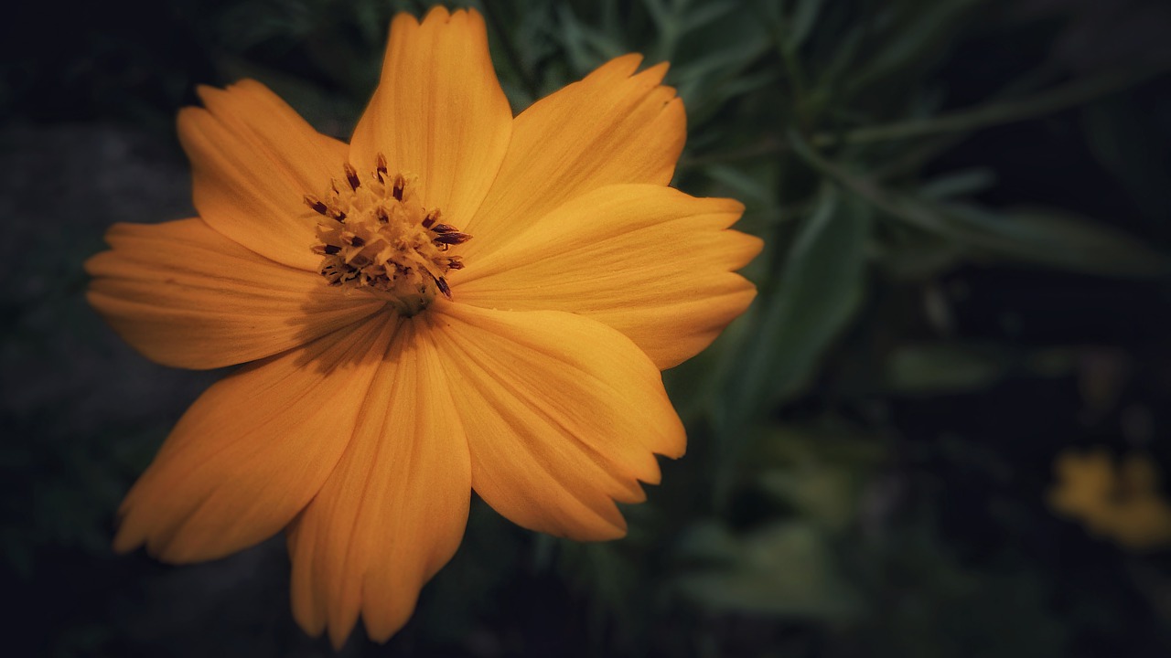 flower  orange  nature free photo