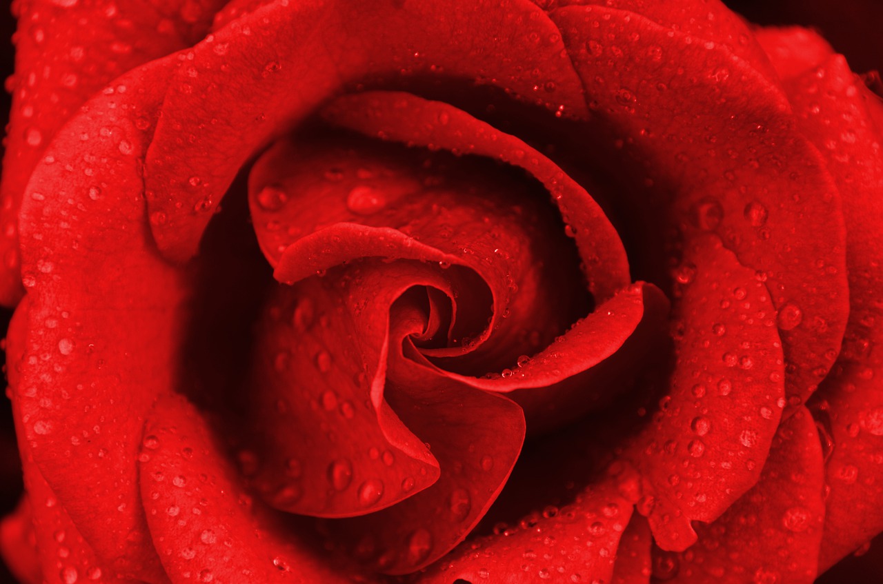 flower  red rose  romantic free photo