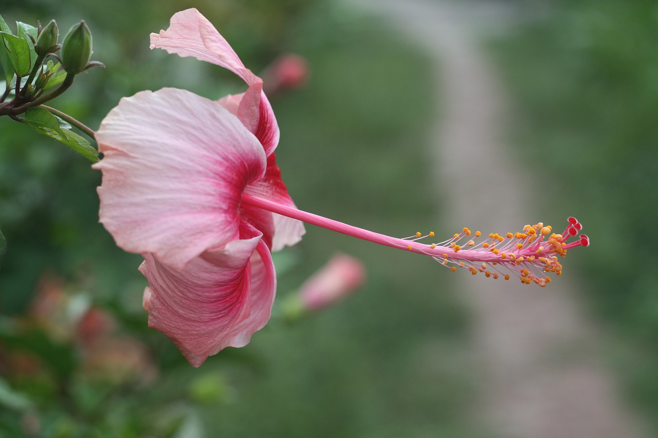 flower  thailand  ko payam free photo