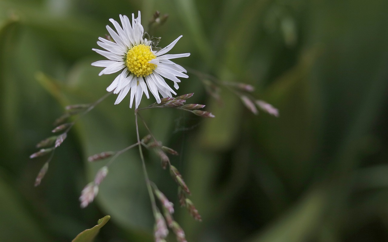 flower  garden  nature free photo