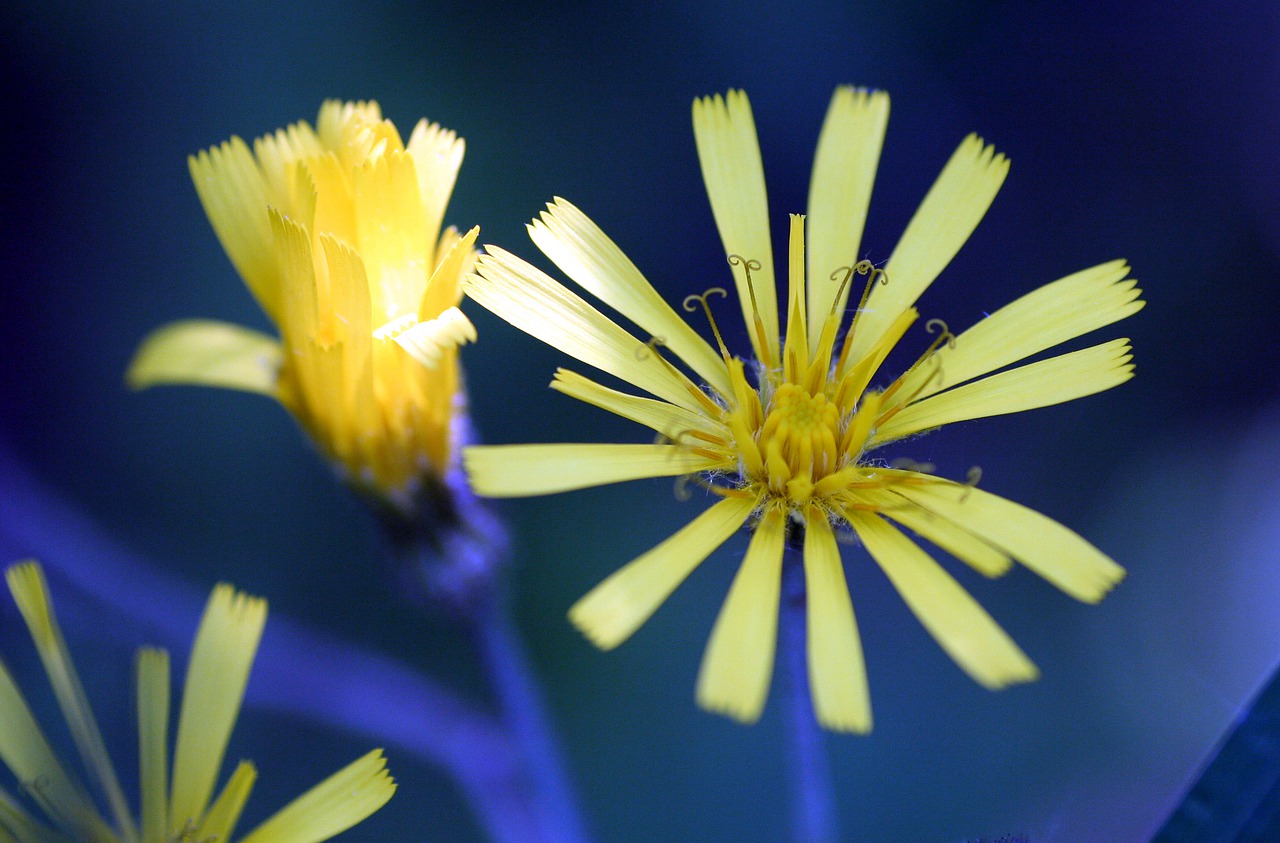 flower  yellow  wild free photo