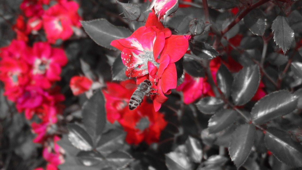 flower red bee free photo