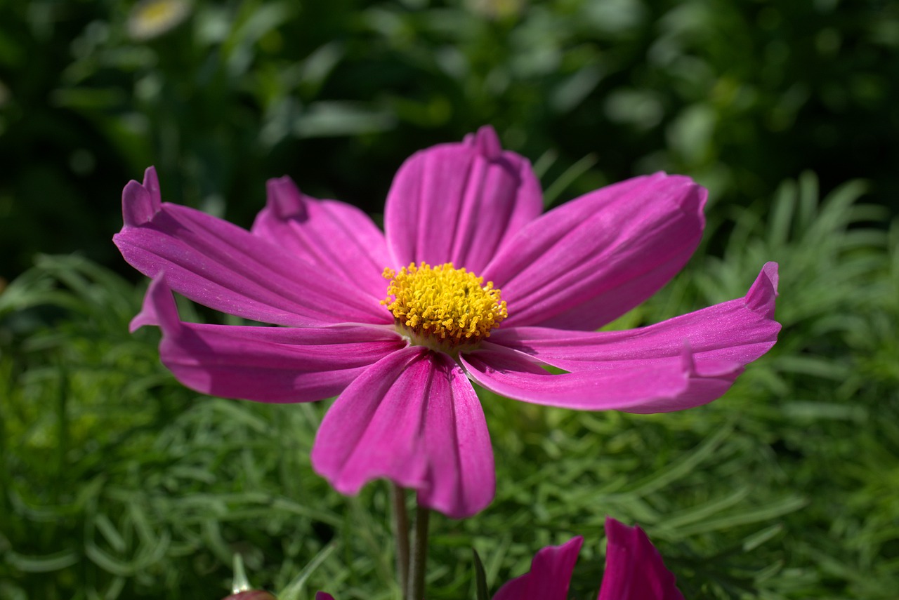 flower  blossom  bloom free photo