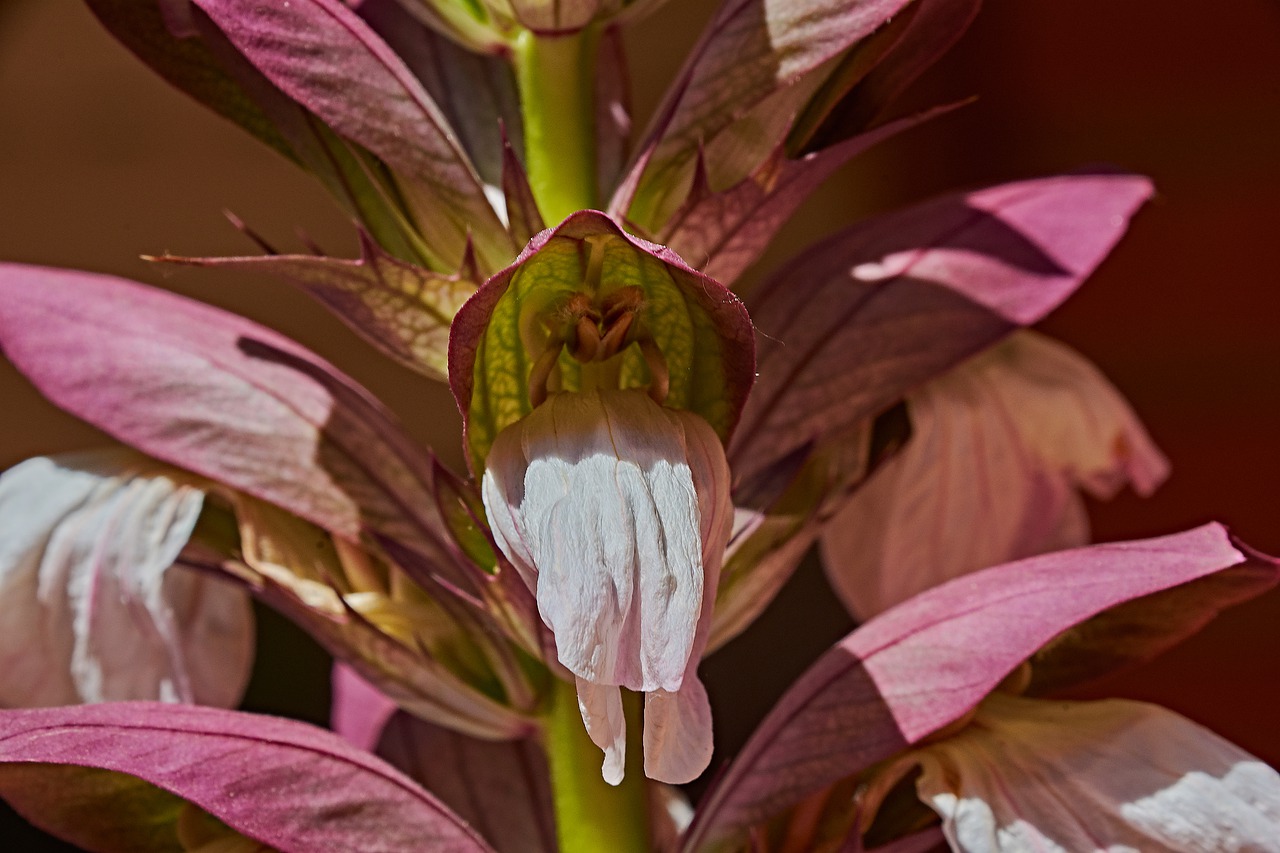 flower  garden  spring free photo