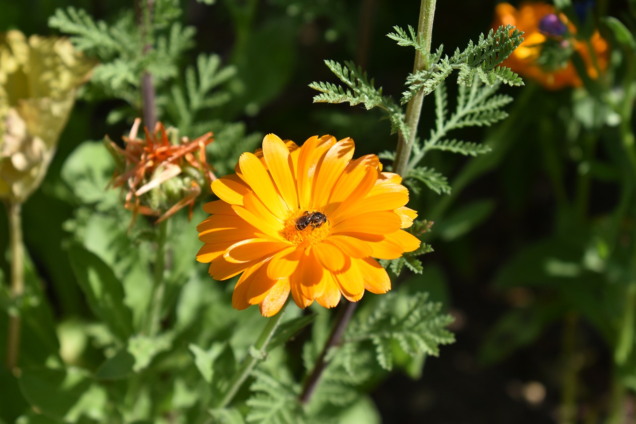 flower  bee  insect free photo