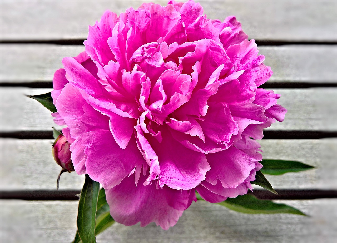 flower  peony  blossomed free photo