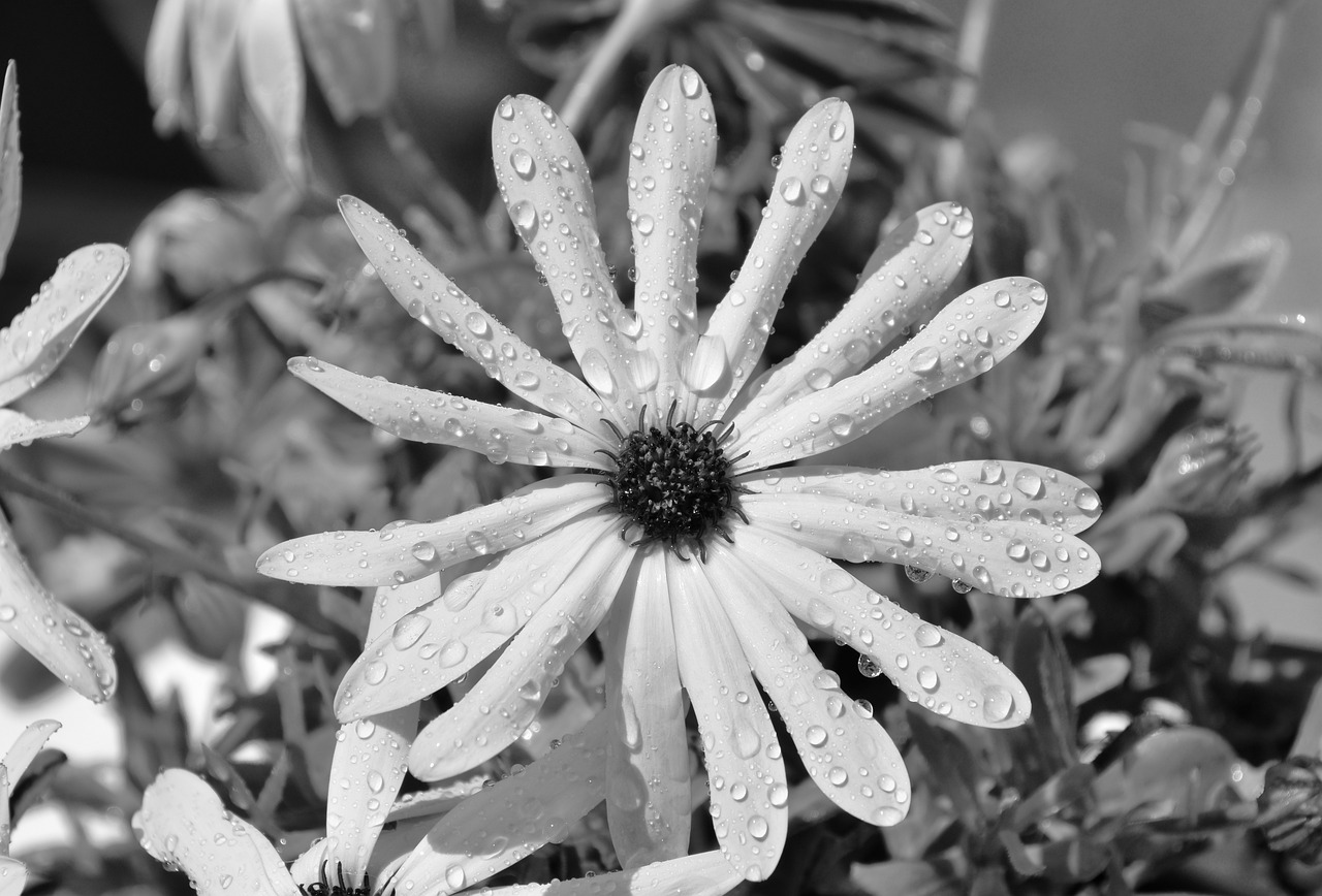 flower  yellow flower  black and white photo free photo