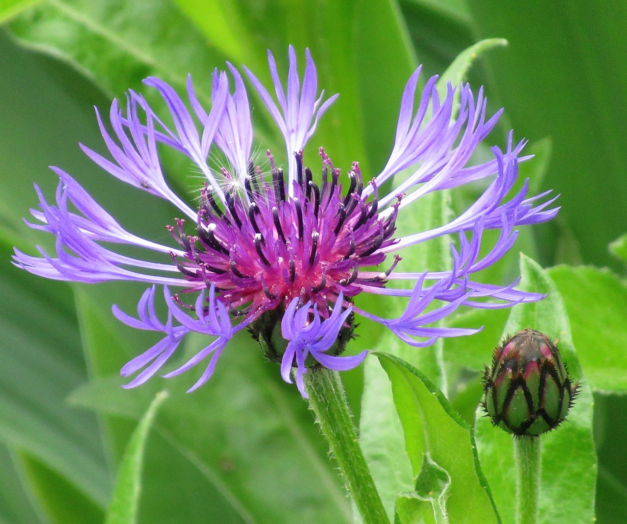 flower  spring  nature free photo