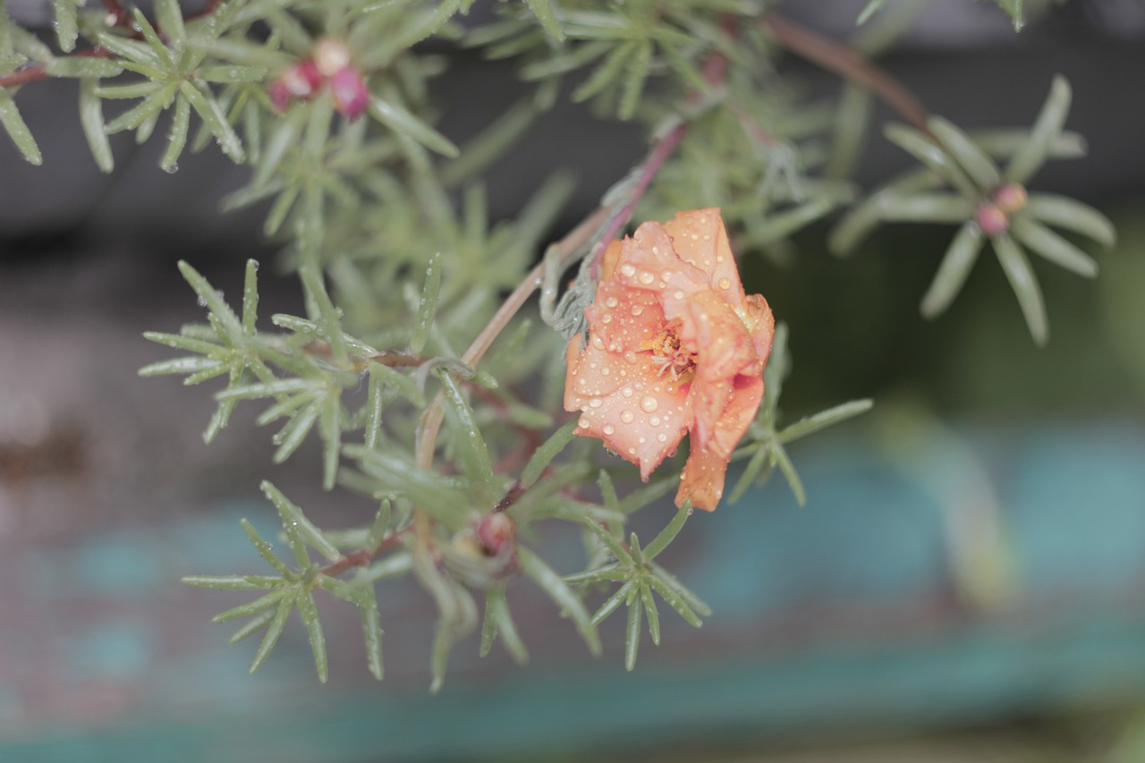 flower  green  nature free photo