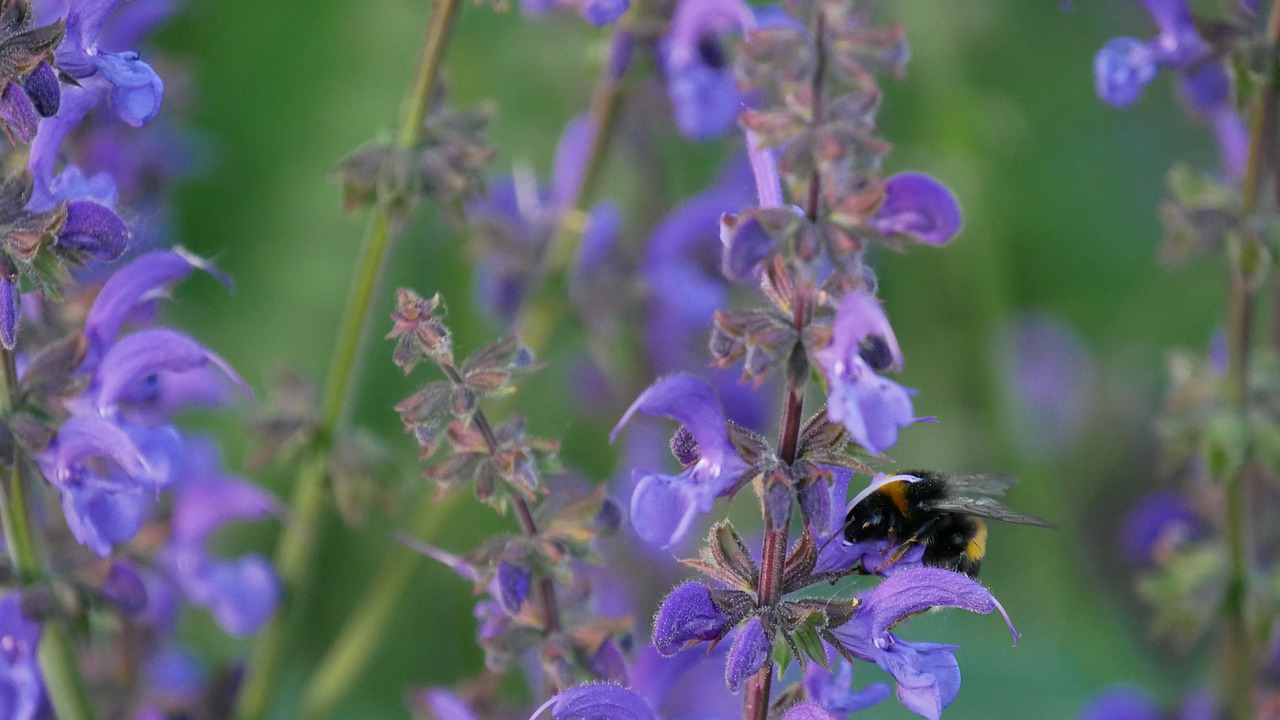 flower  bumblebee  bee free photo