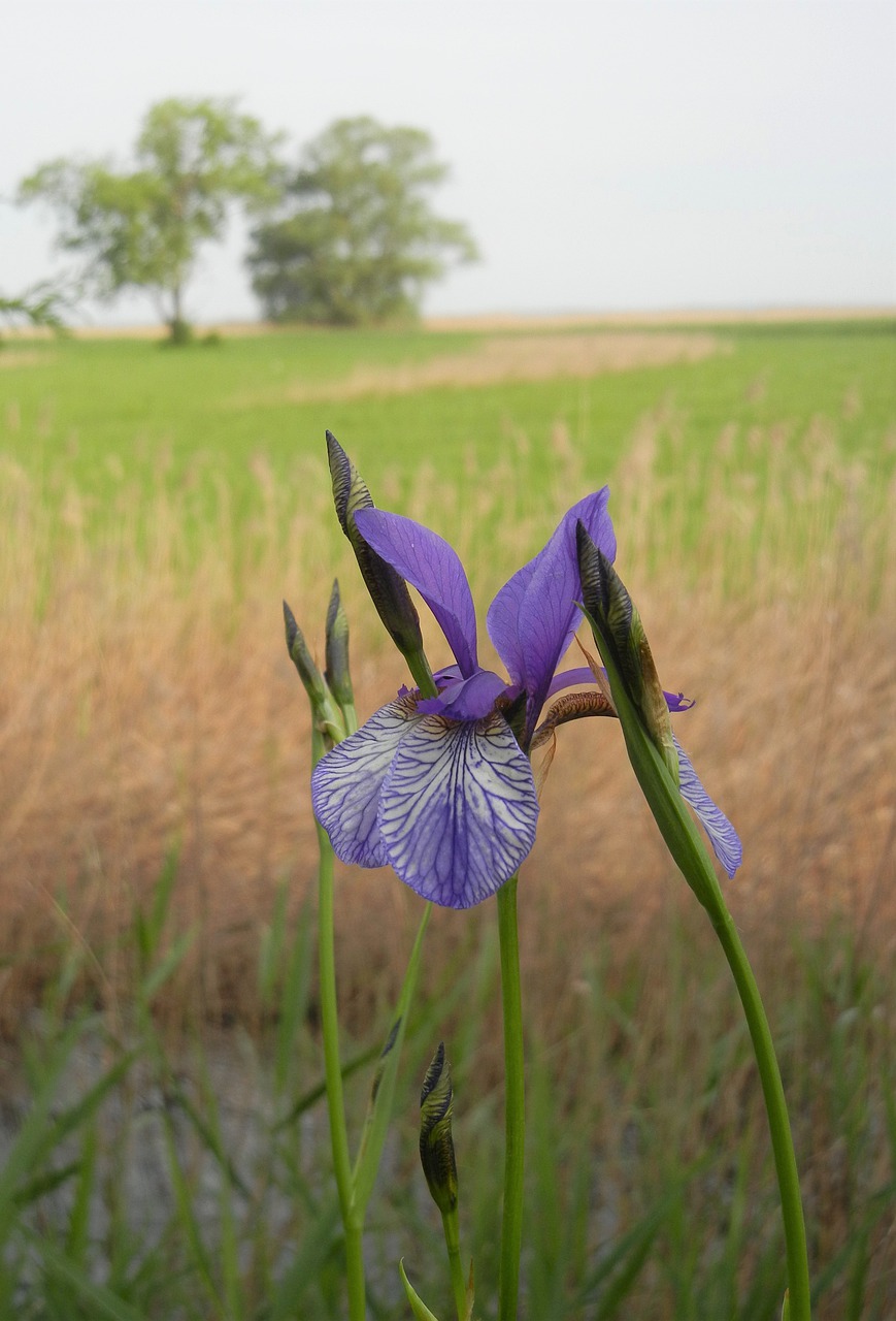 flower  blue  blossom free photo