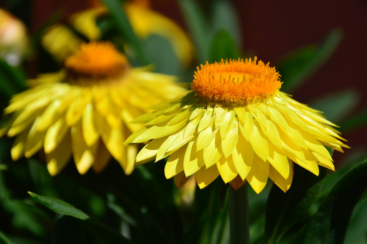 flower  yellow  nature free photo