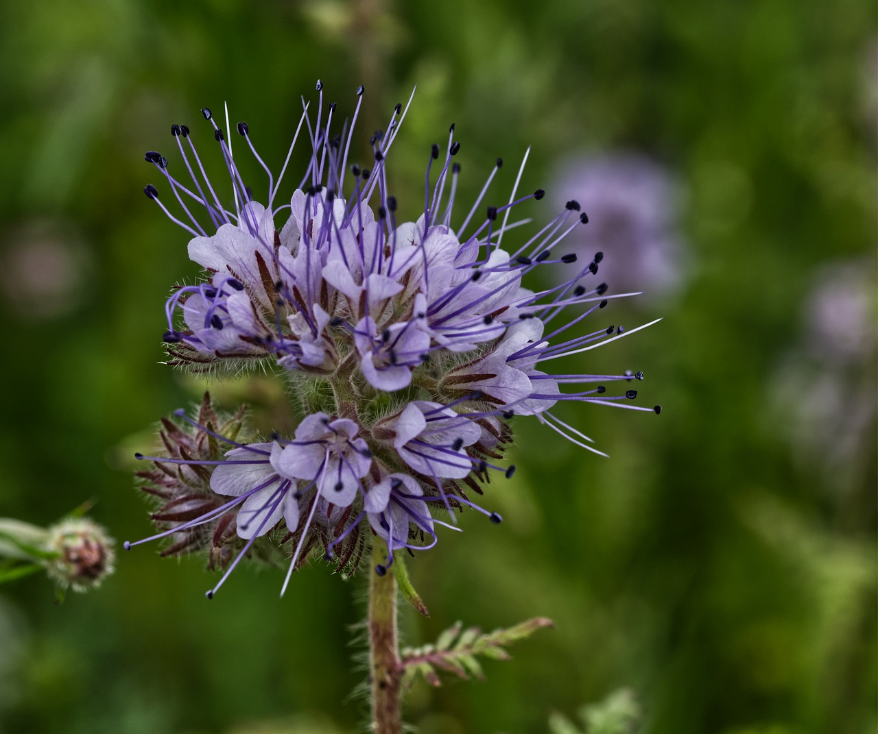 flower  blossom  bloom free photo