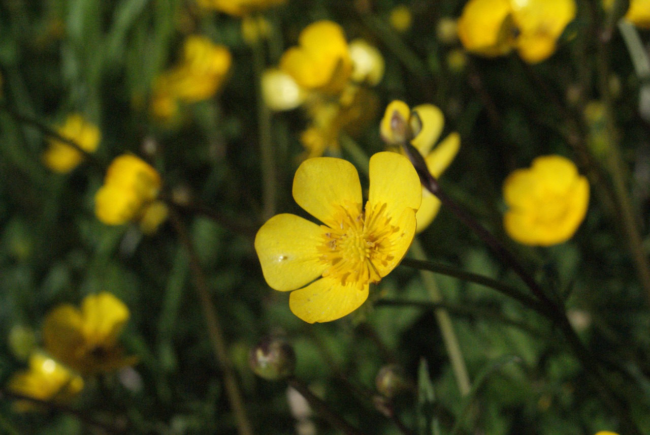 flower  flowers  bloom free photo