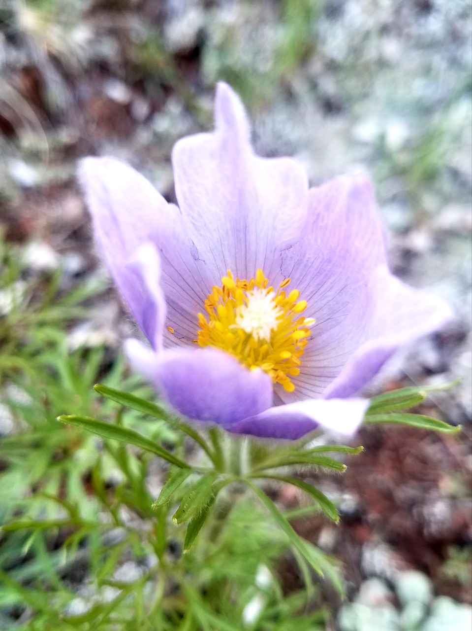 flower  pasque  pasqueflower free photo