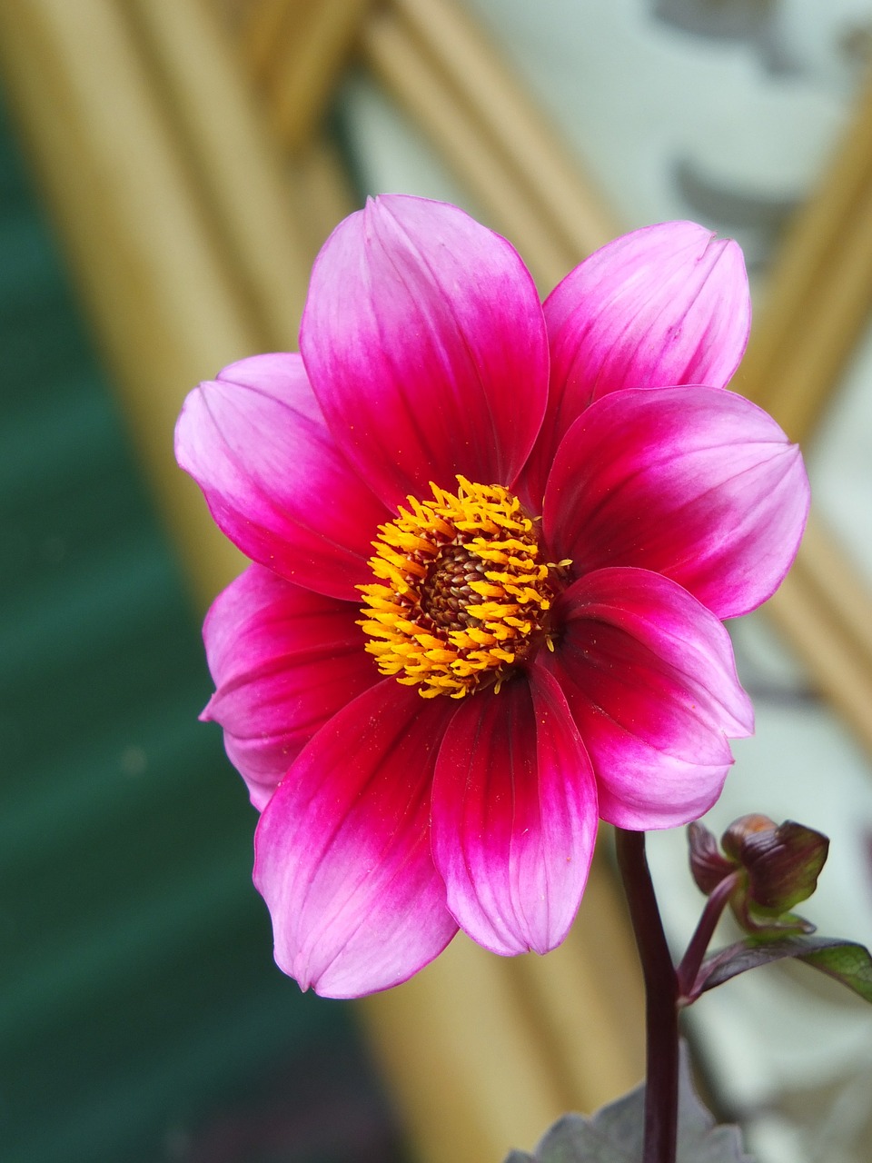 flower petal stamen free photo