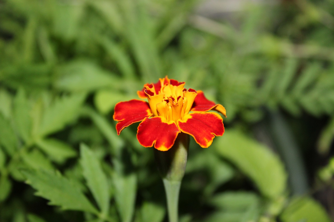 flower  bud  blossom free photo