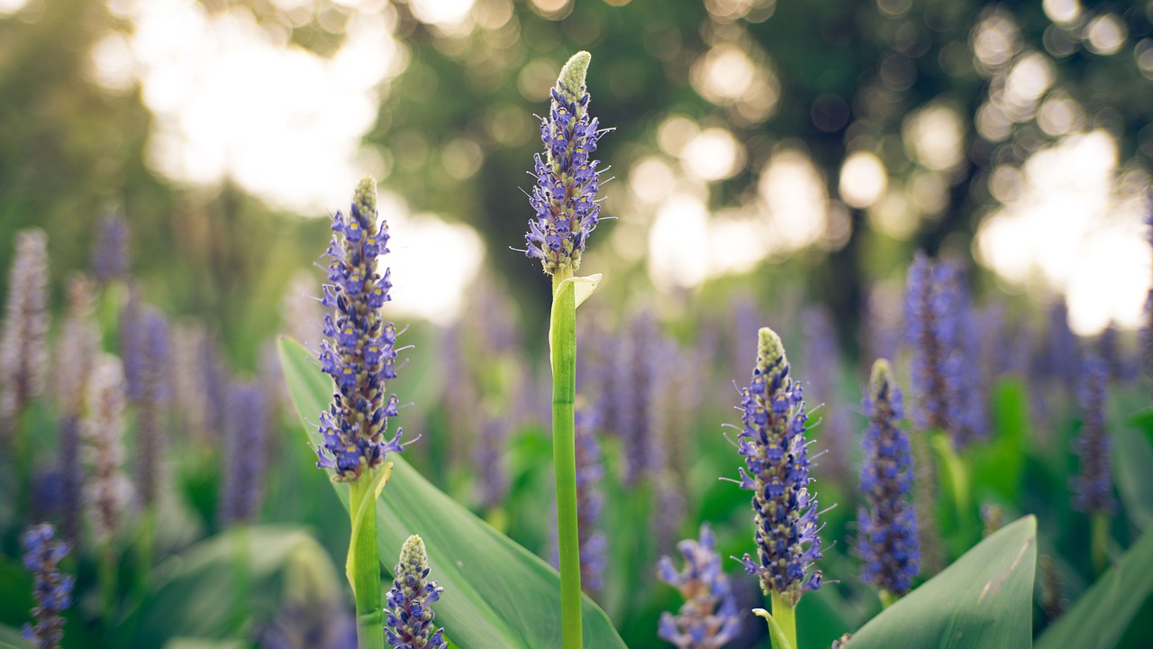 flower  plant  purple free photo