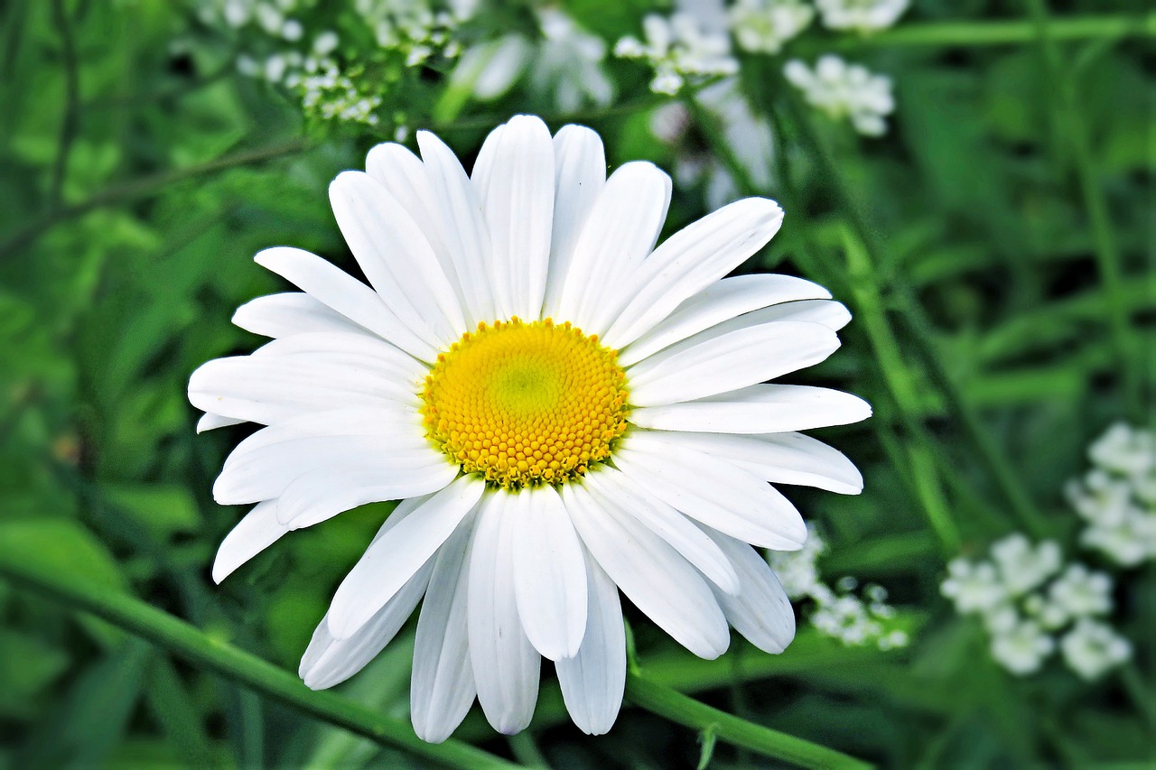 flower  marguerite  shrub free photo