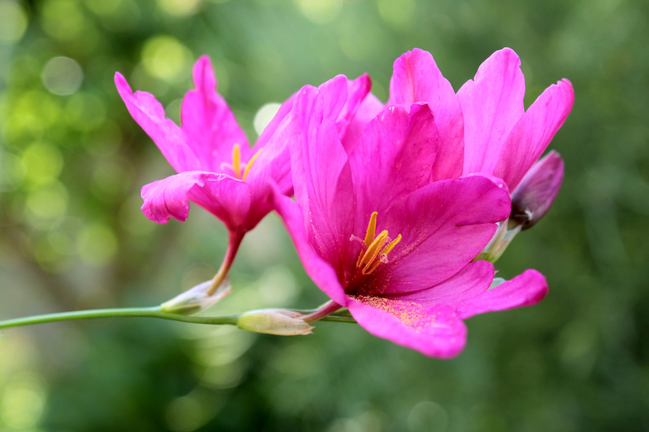 flower  pink  purple plant free photo