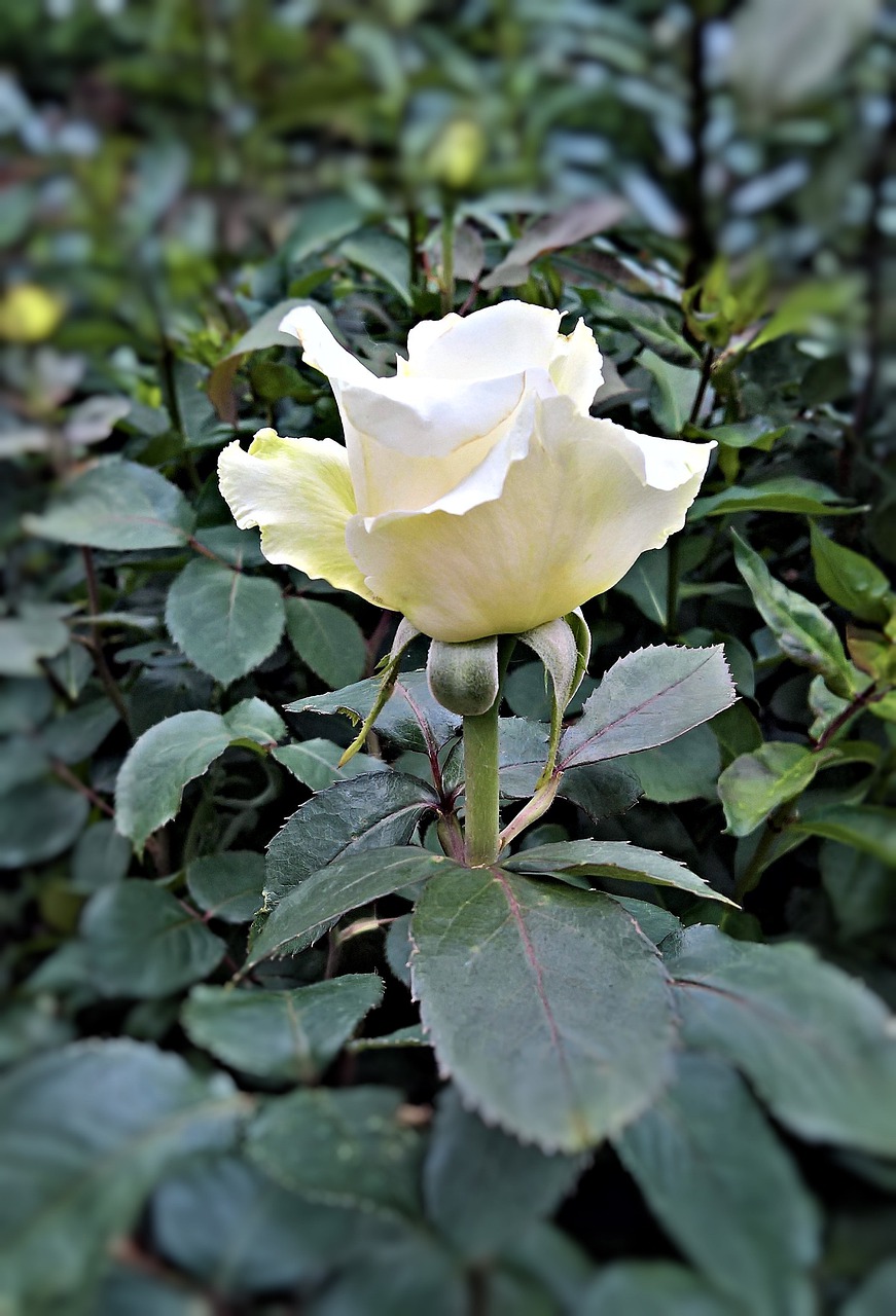 flower  rose  rosenstock free photo