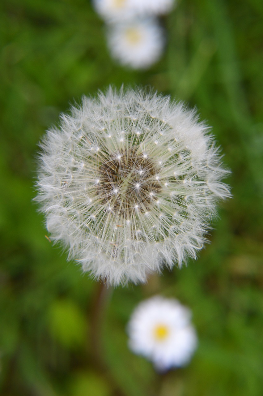 flower  plant  nature free photo