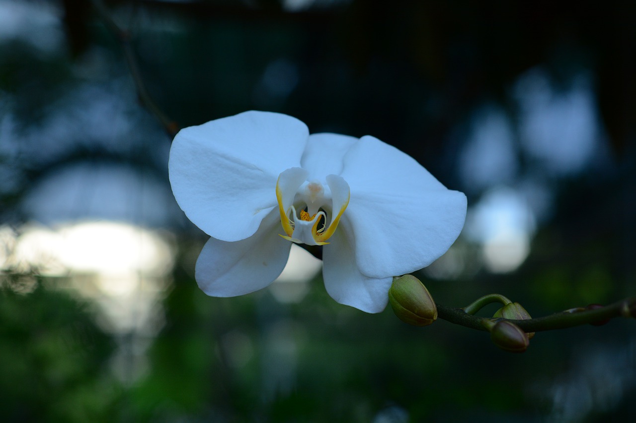 flower  summer  while free photo