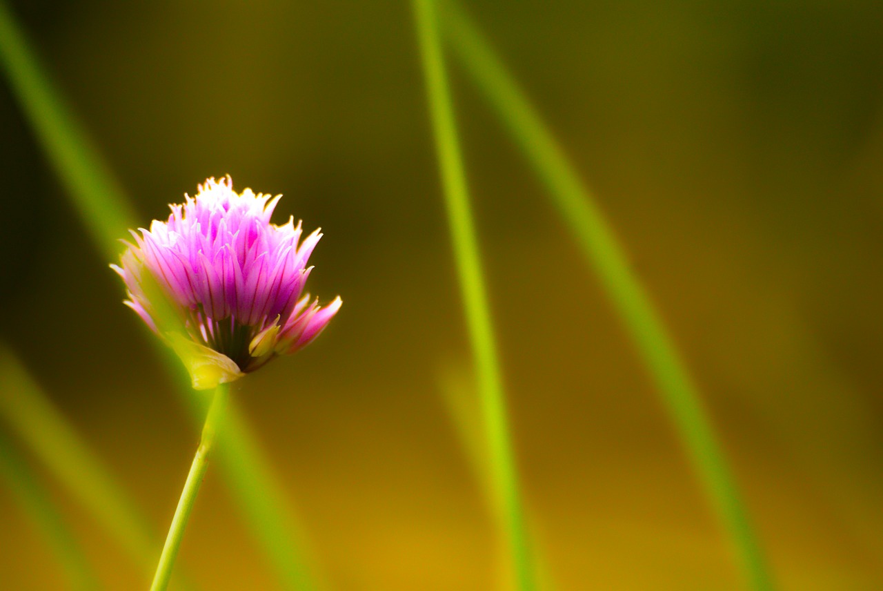 flower purple herbs free photo