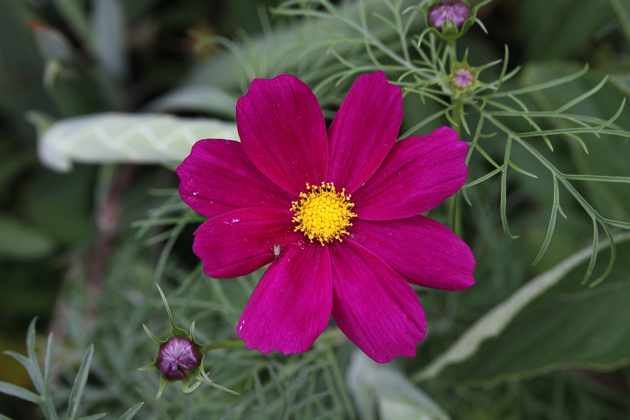 flower  cosmos  cosmea free photo