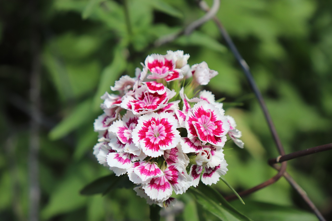 flower  white  spring free photo