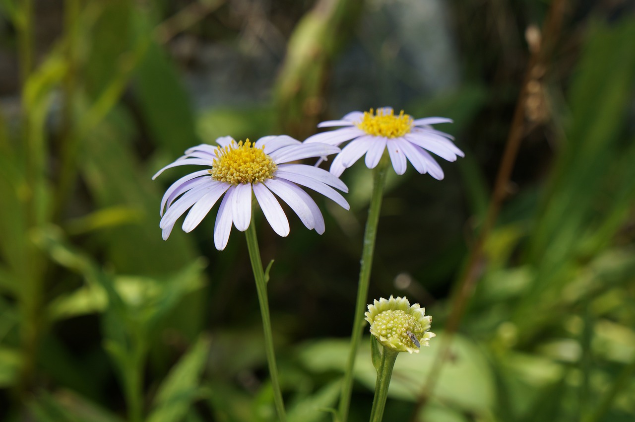 flower  flowers  plants free photo