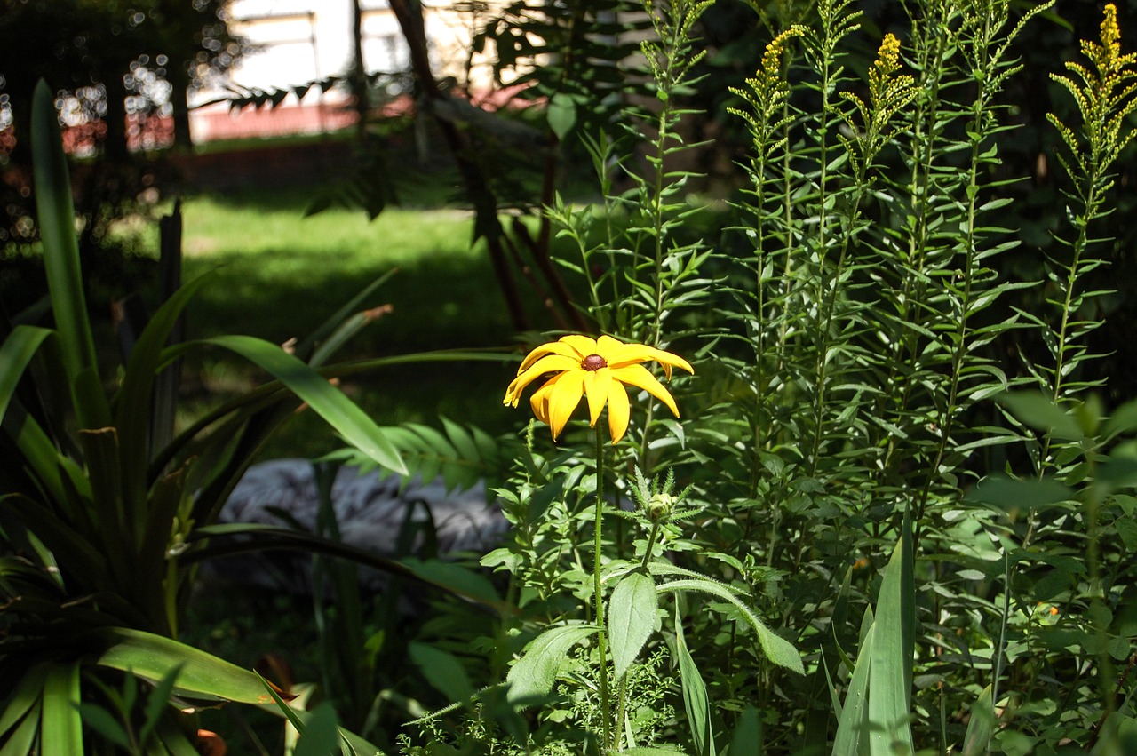 flower plants meadow free photo