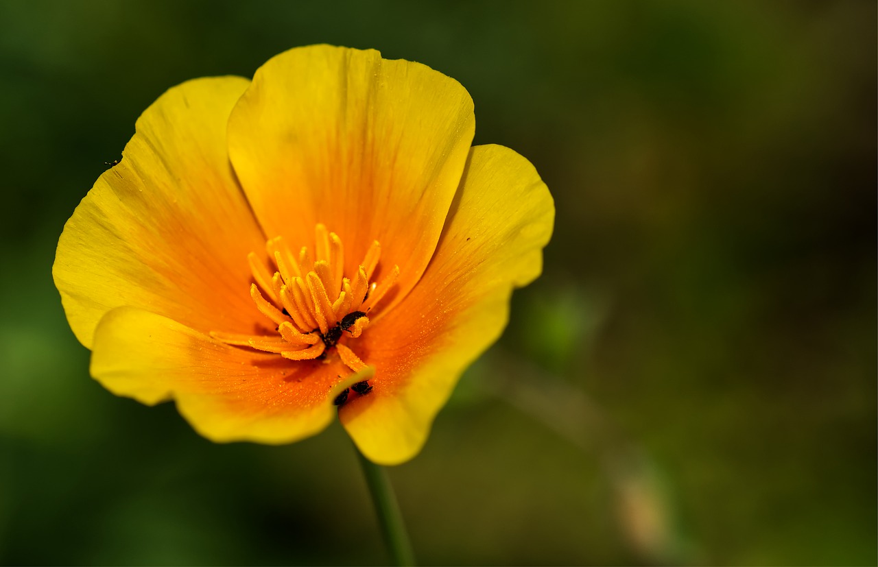 flower  yellow  orange free photo