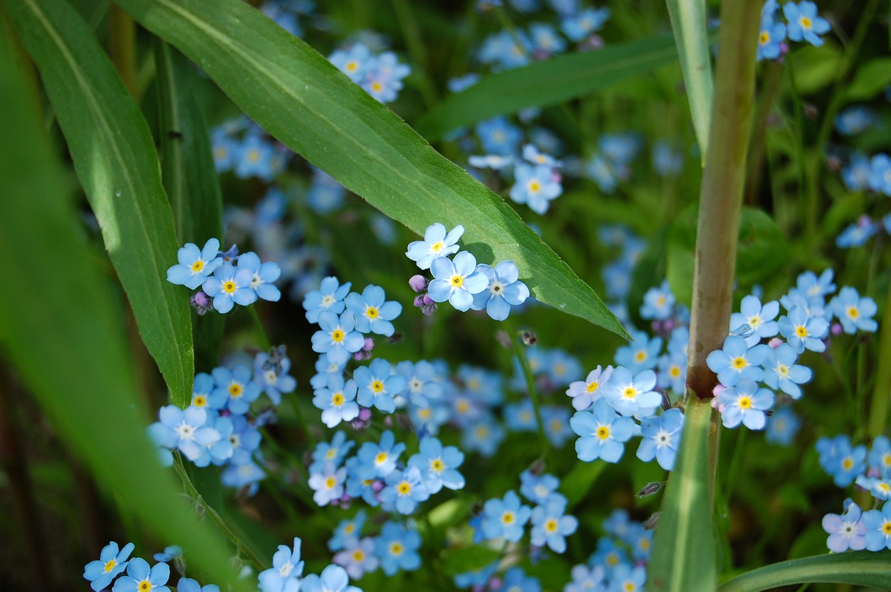 flower forget blooming free photo