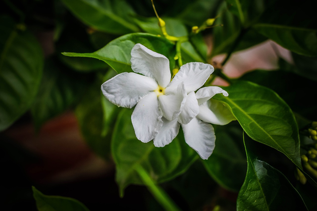 flower  white  bloom free photo