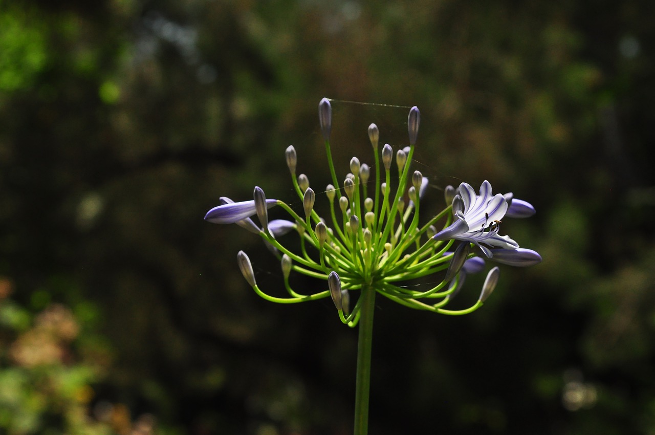 flower  tropical  macro free photo