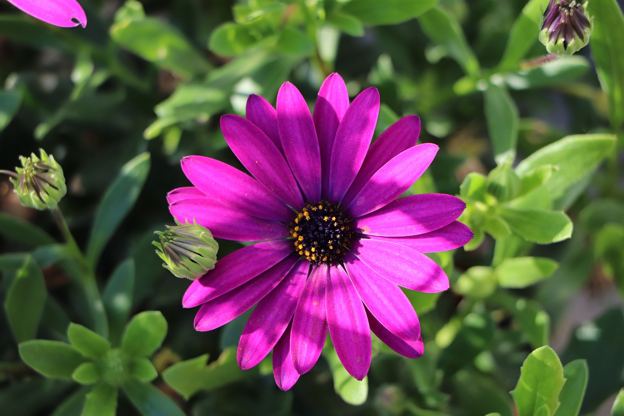 flower  red  petals free photo