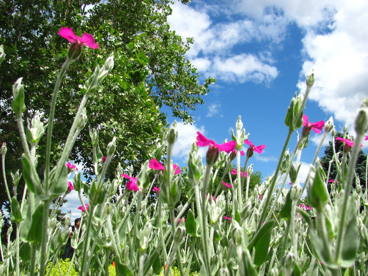 flower colour blossom free photo