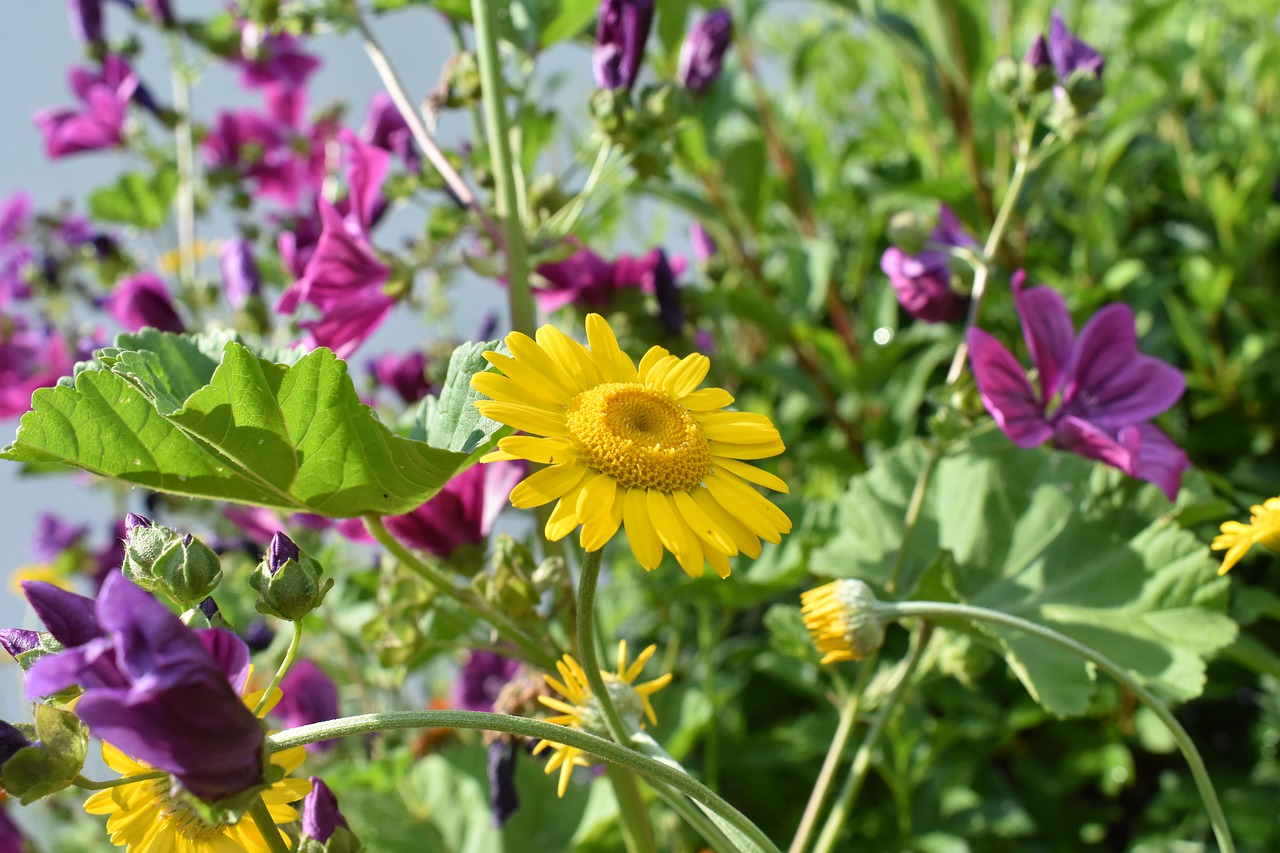 flower  meadow  garden free photo