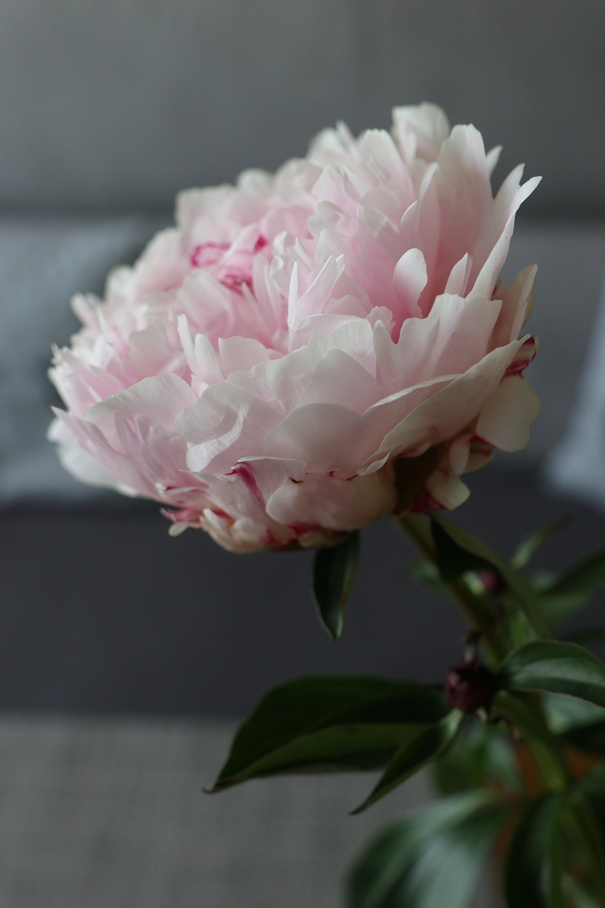 flower  peony  boost free photo