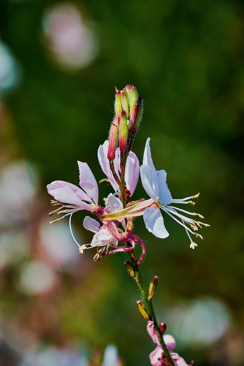 flower  color  plant free photo