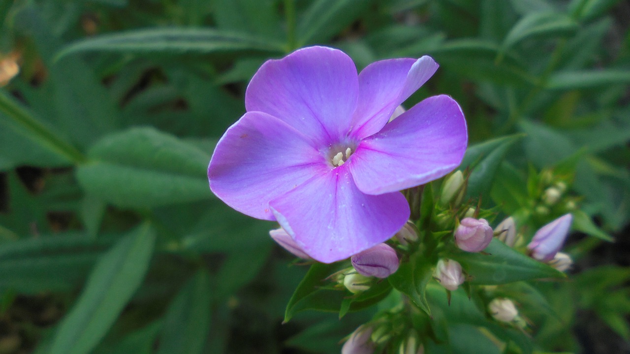 flower  nature  bloom free photo