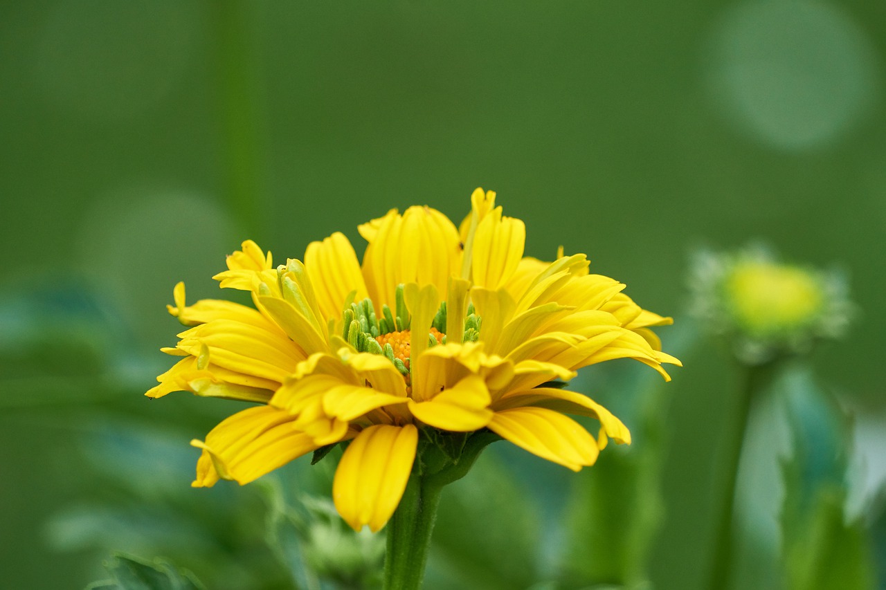 flower  flourished  yellow free photo