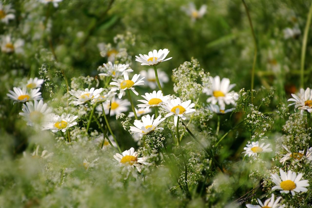 flower  chamomile  plant free photo