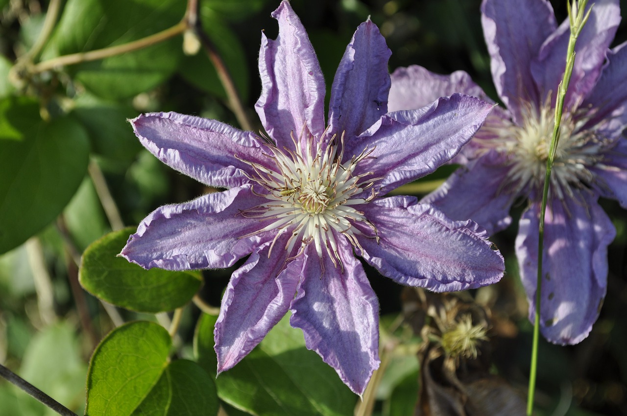 flower  blossom  bloom free photo