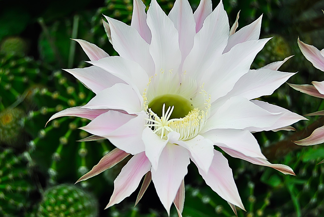 flower  macro  nature free photo