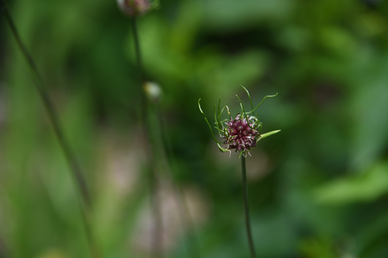 flower  seed  bloom free photo