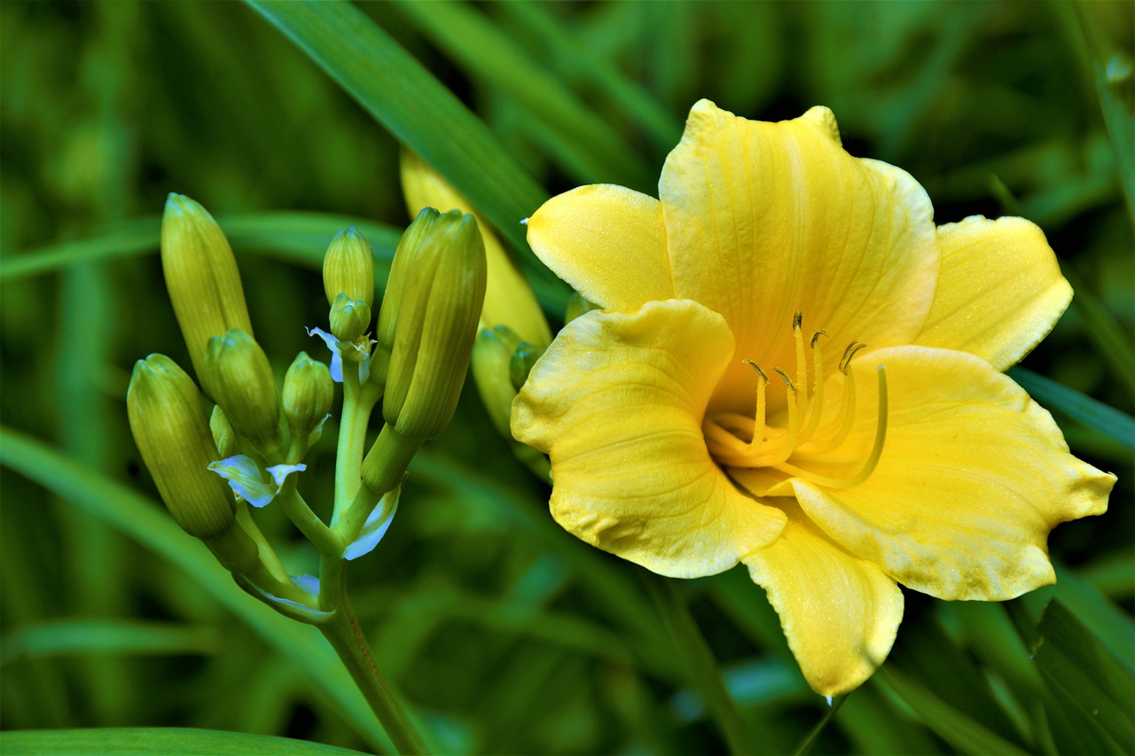 flower  lilly flower  yellow free photo